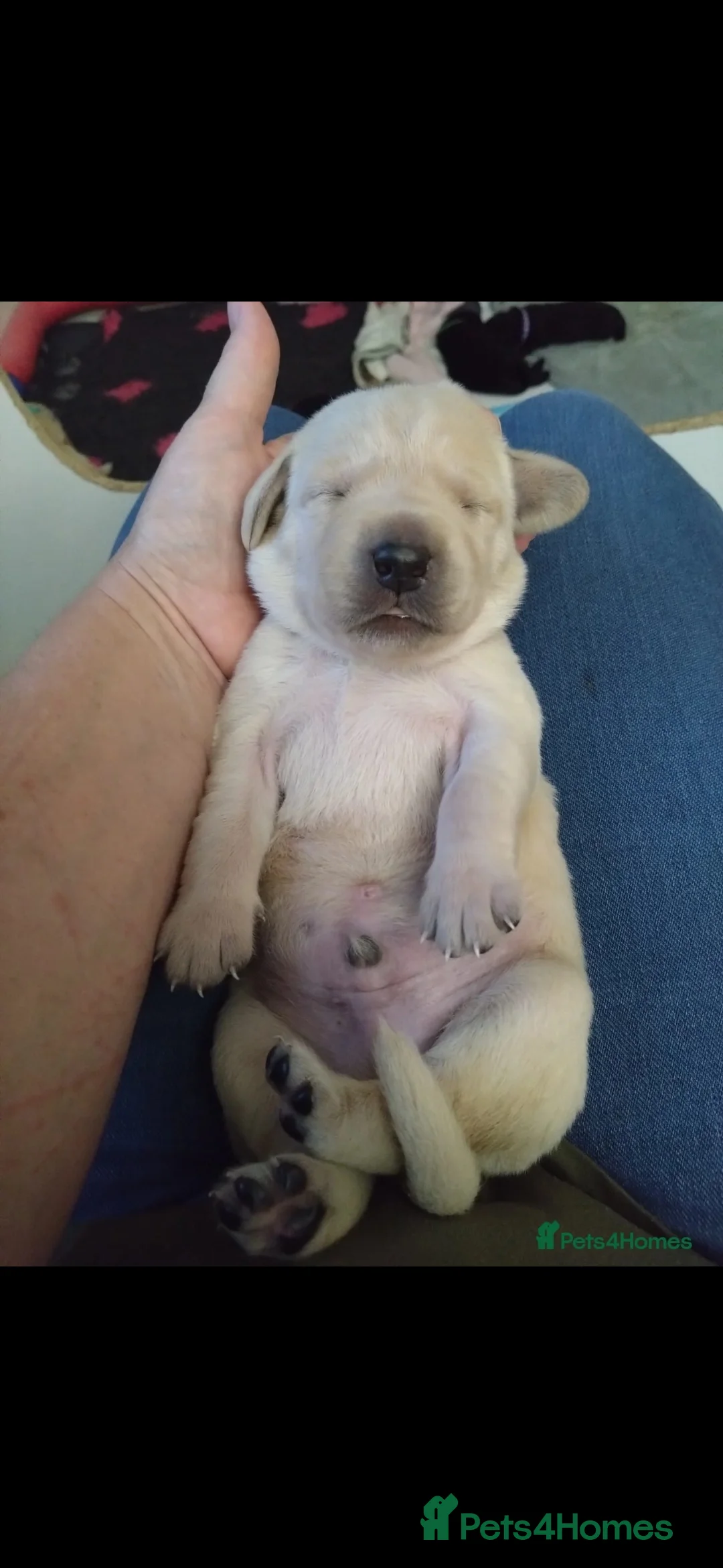 Labrador Retriever dogs for stud: Gorgeous Labrador retriever "PROVEN STUD" in Haddington - Advert 15