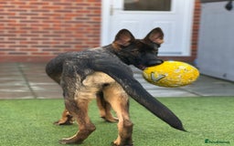 German Shepherd dogs for sale: Female German Shepherd - working line - Advert 25