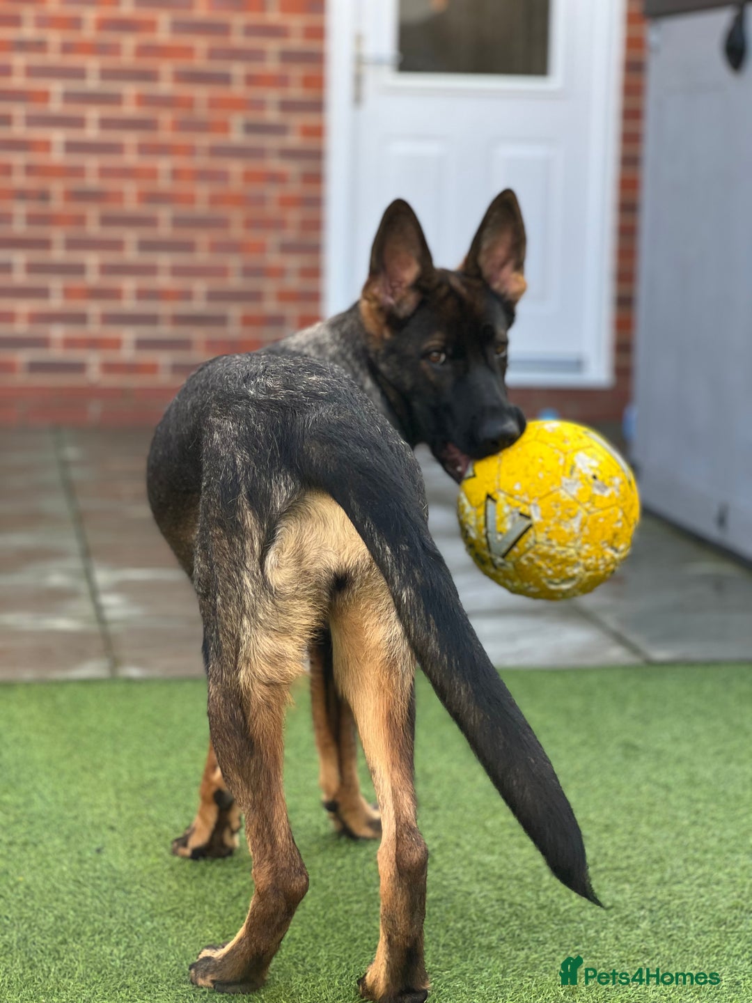 German Shepherd dogs for sale: Female German Shepherd - working line - Advert 25