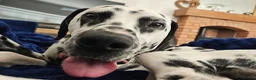 Dalmatian dogs for sale: Beautiful 1YearOld Dalmatian Boy in Chorley - Advert 1