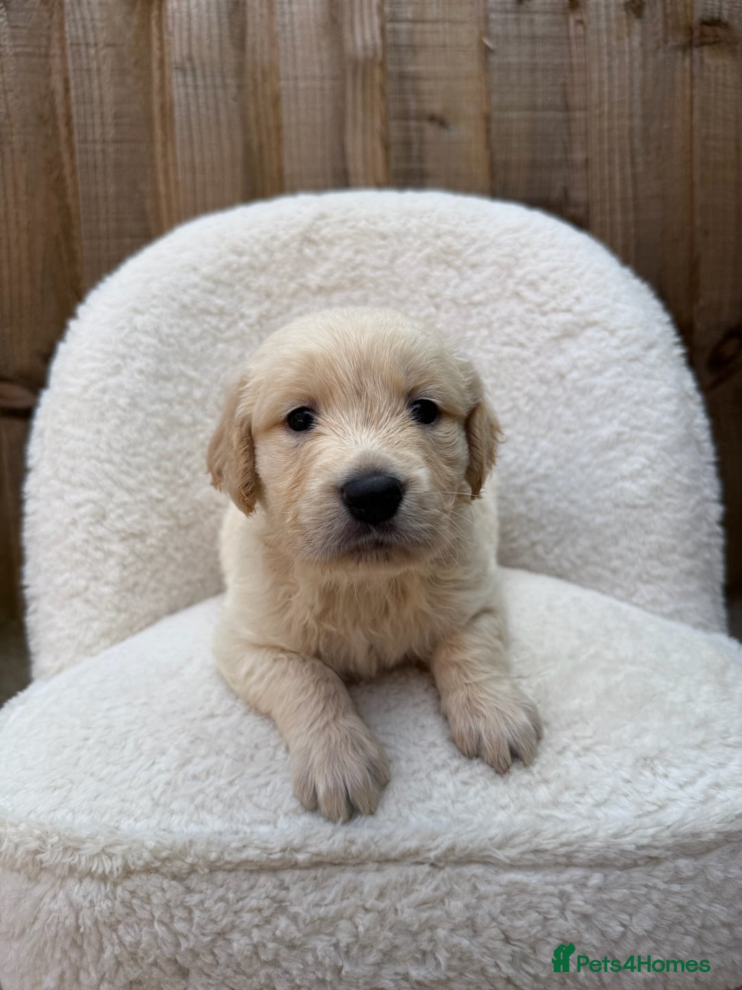 Golden Retriever dogs for sale: Mini golden retrievers very rare Dakota sport  - Image 4