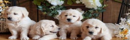 Golden Retriever dogs for sale: Adorable cream golden retriever puppies - Advert 5