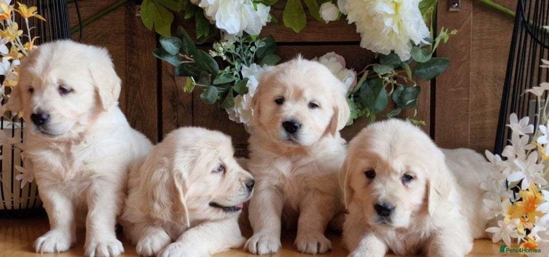Golden Retriever dogs for sale: Adorable cream golden retriever puppies - Advert 5