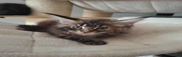 Maine Coon cats for sale: Outstanding xl mainecoons russian blood line - Advert 10