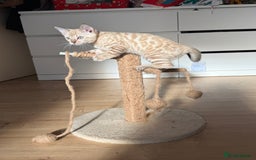 Bengal cats for sale: TICA Registered Snow Bengal kittens  - Image 5