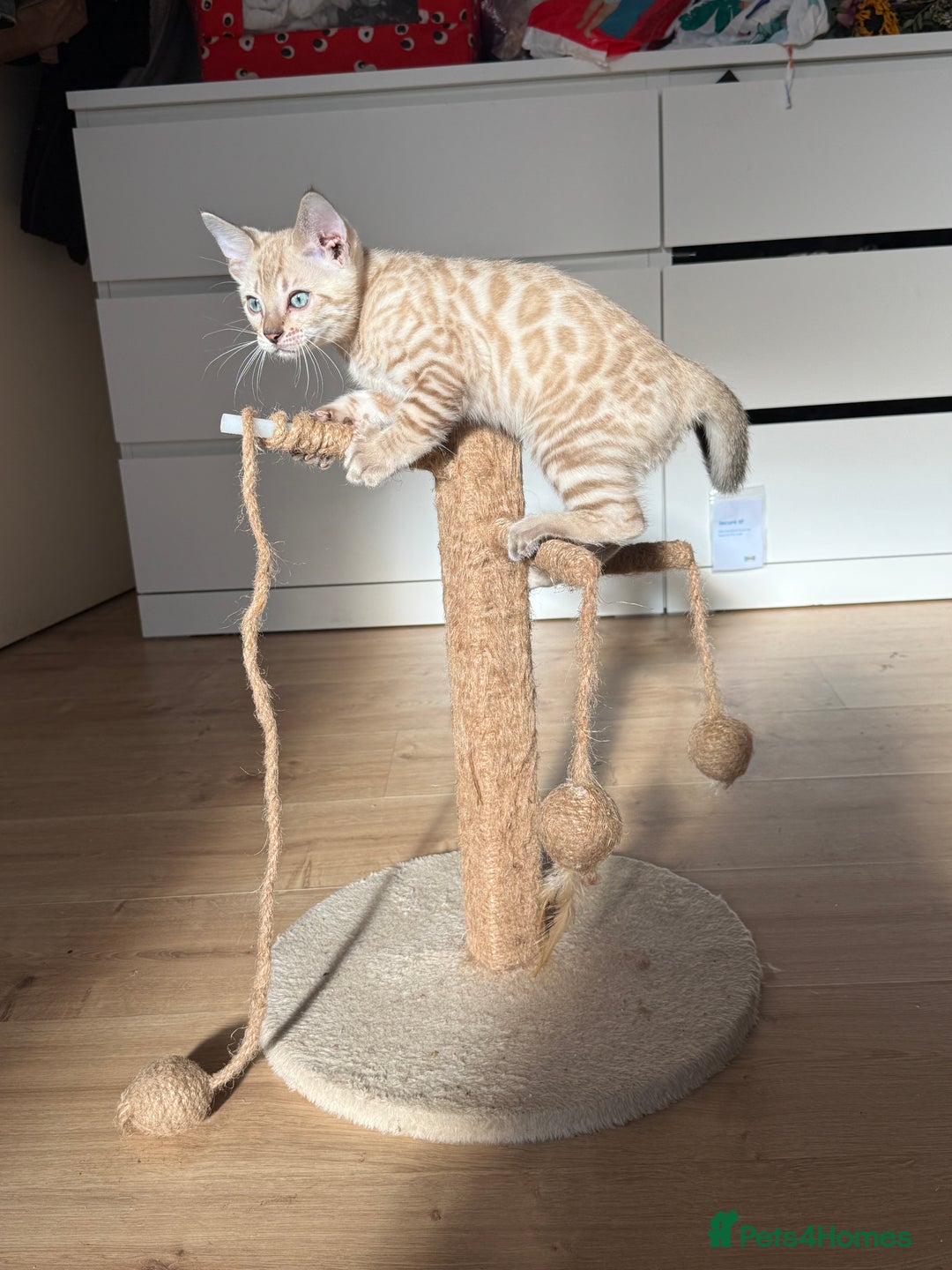 Bengal cats for sale: TICA Registered Snow Bengal kittens  - Image 5