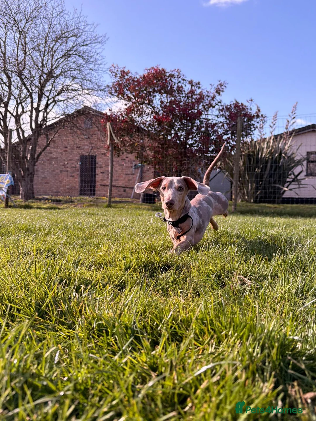 Miniature Dachshund dogs for sale: Miniature Dachshund  in Hartlepool - Advert 7