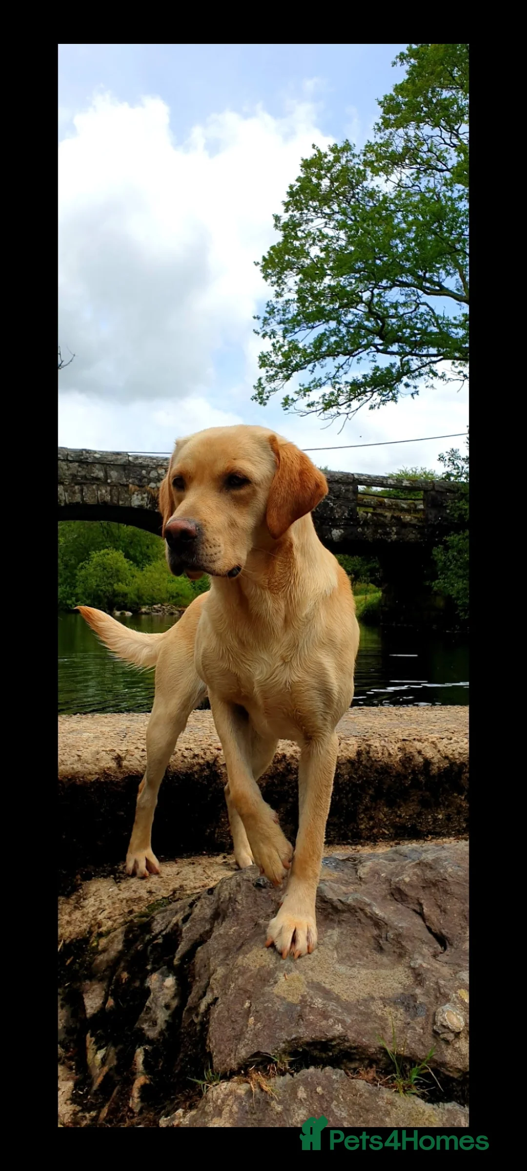 Labrador Retriever dogs for stud: Outstanding Proven KC Labrador stud - Advert 5