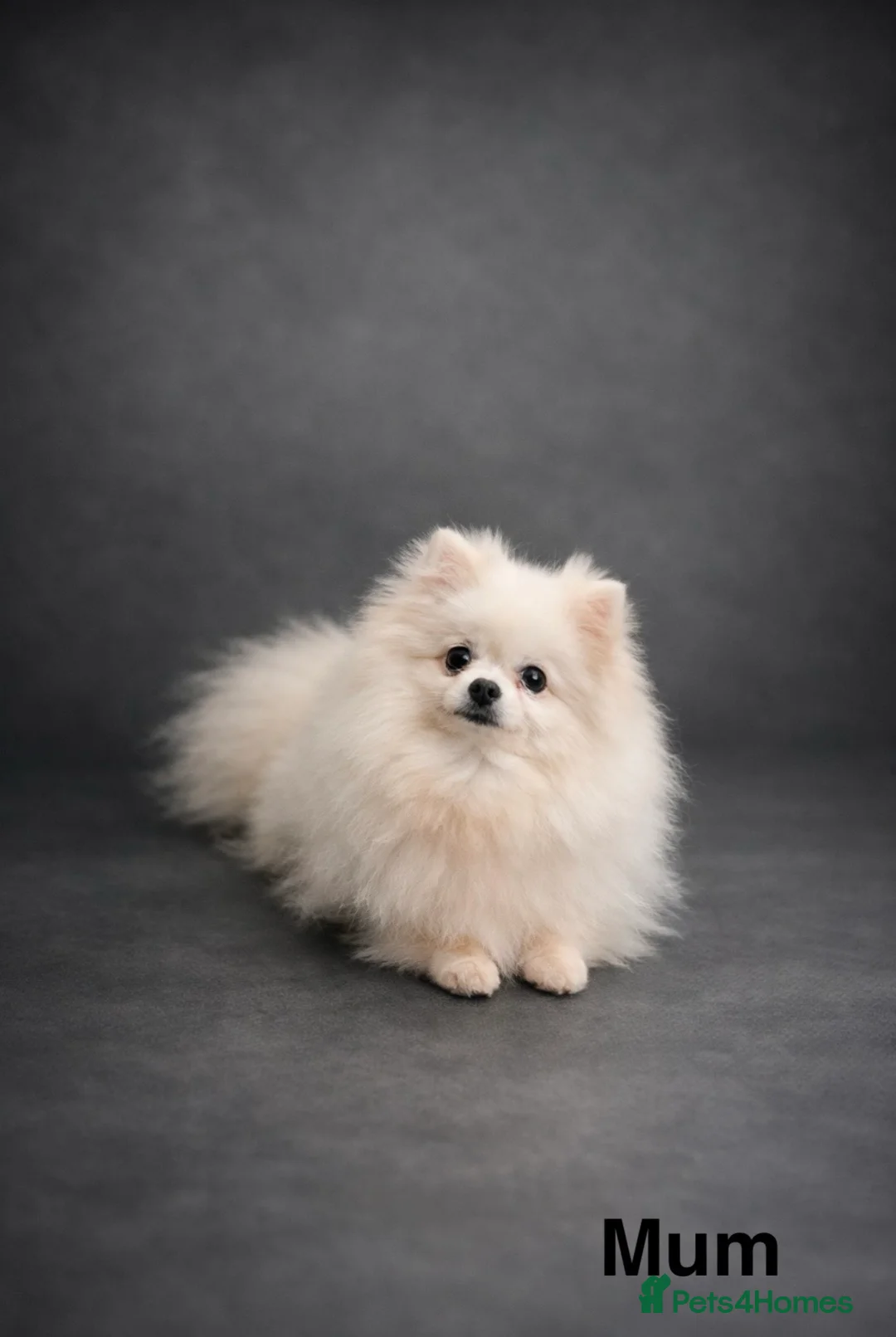 Pomeranian dogs for sale: Top Quality 🐻 Teddy Face  - Advert 16