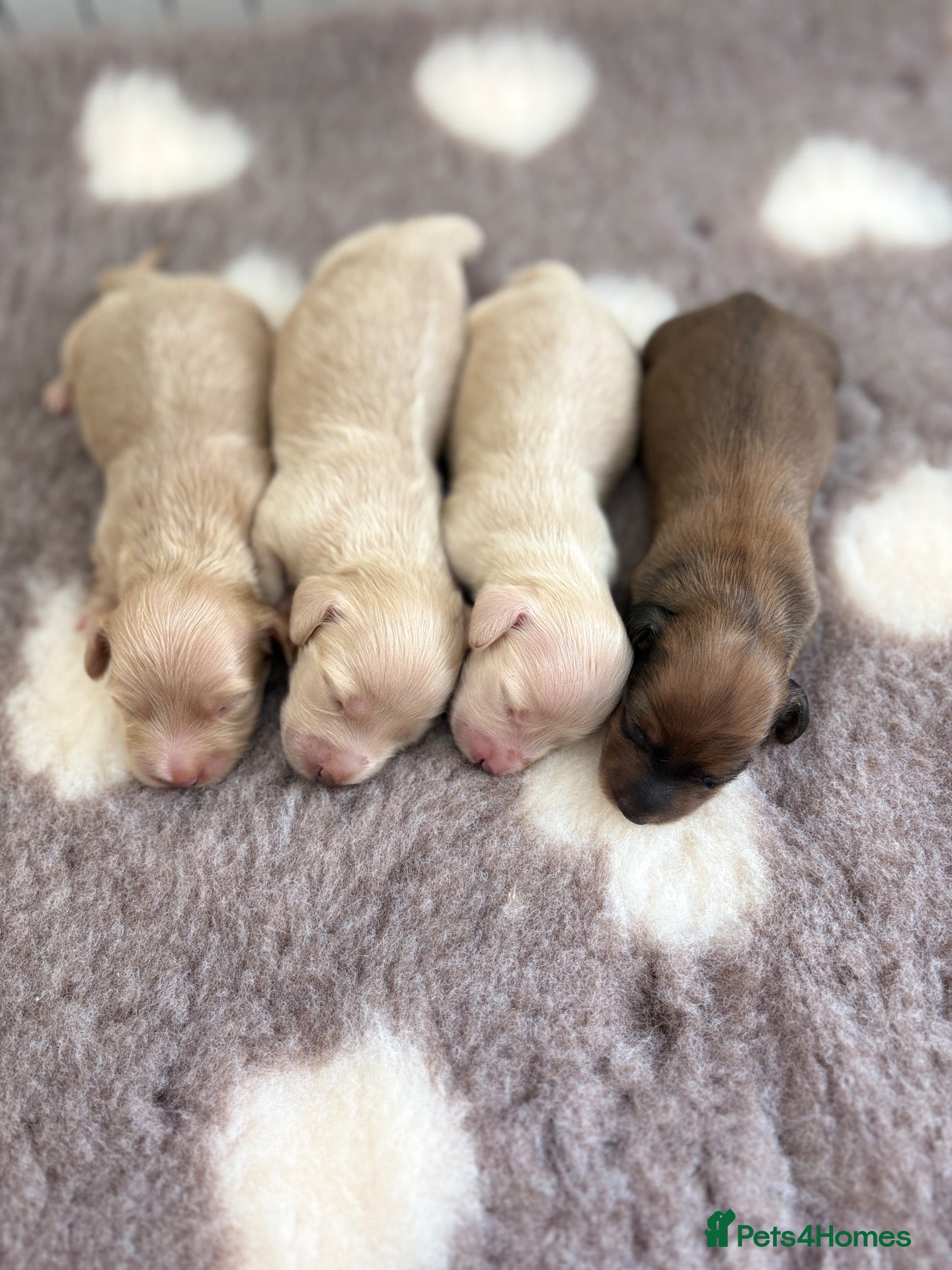 Miniature Dachshund dogs KC CREAM MINIATURE DACHSHUNDS🤍🐾 - Advert 2