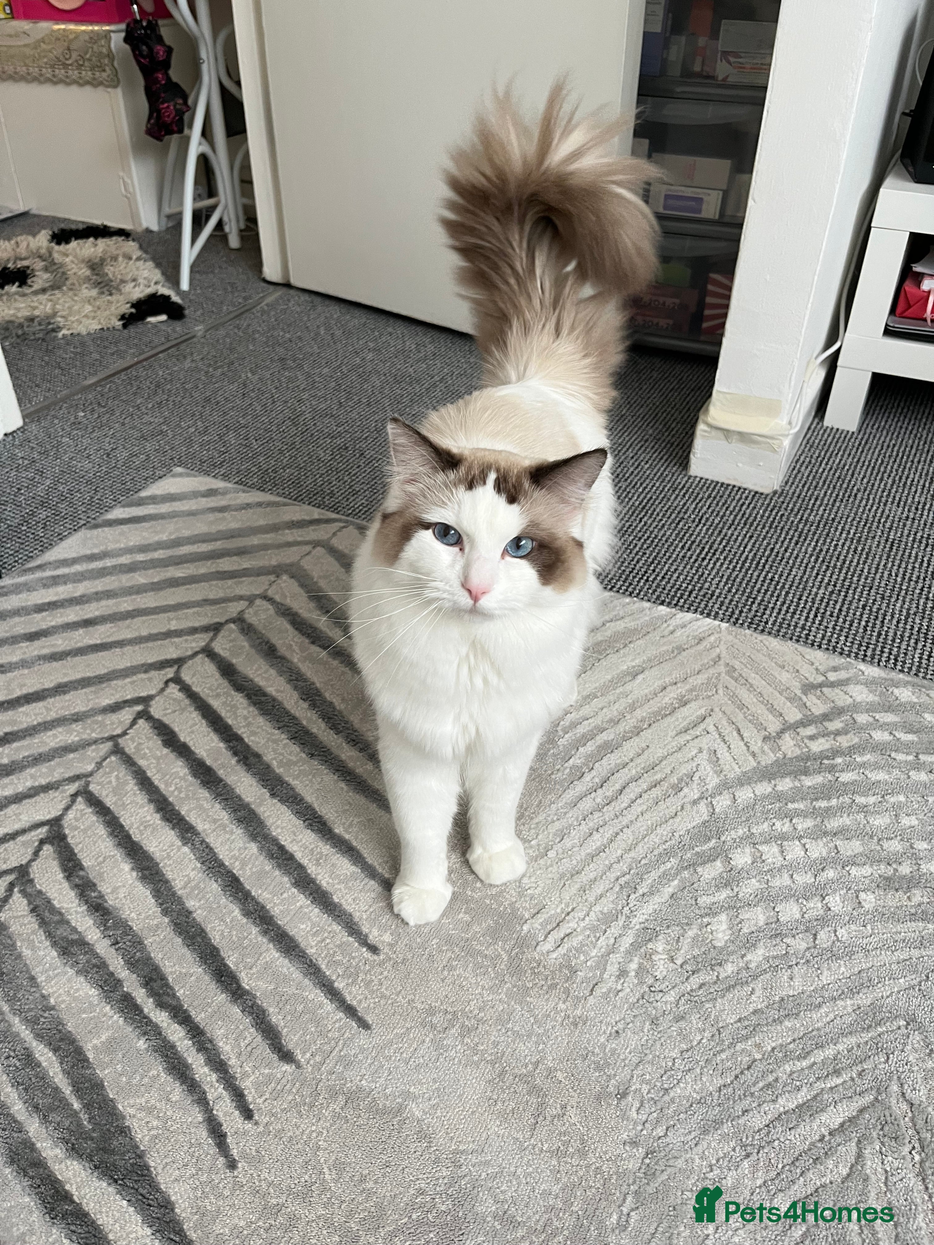 Ragdoll cats Beautiful Ragdoll available for stud in Liverpool - Advert 21