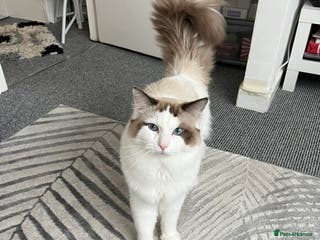 Ragdoll cats Beautiful Ragdoll available for stud in Liverpool - Advert 3