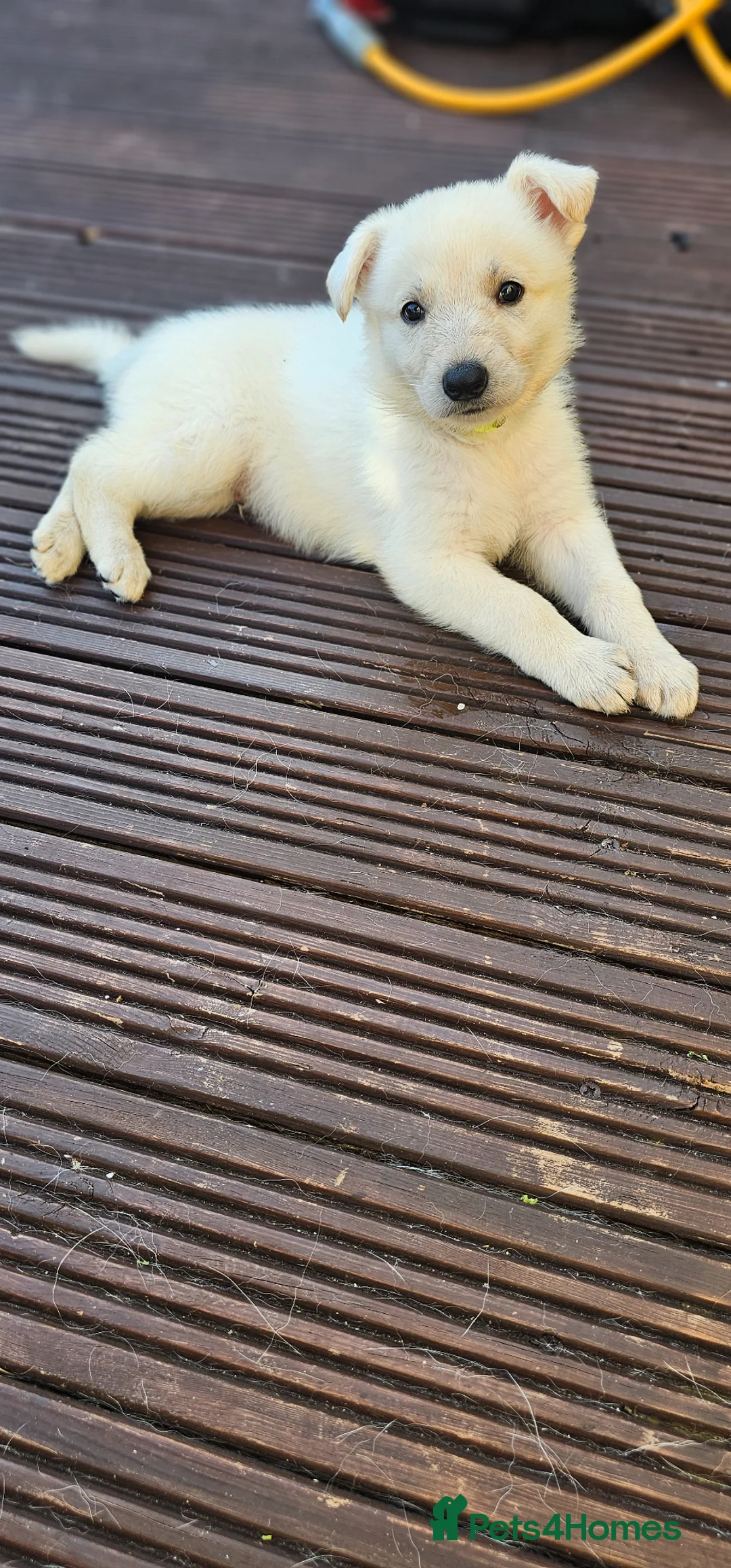 German Shepherd dogs for sale: 3 white german shepherd boys  - Advert 11