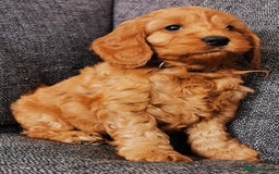 Cockapoo dogs for sale: Outstanding quality F1 Cockapoo pups  - Image 4