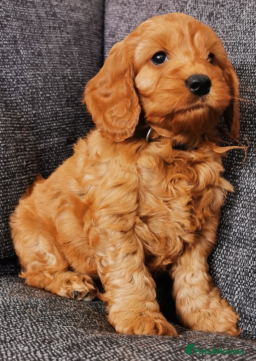 Cockapoo dogs for sale: Outstanding quality F1 Cockapoo pups  - Image 4