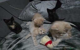 Mixed Breed cats for sale: Mixed breed kittens ready now.  - Image 9
