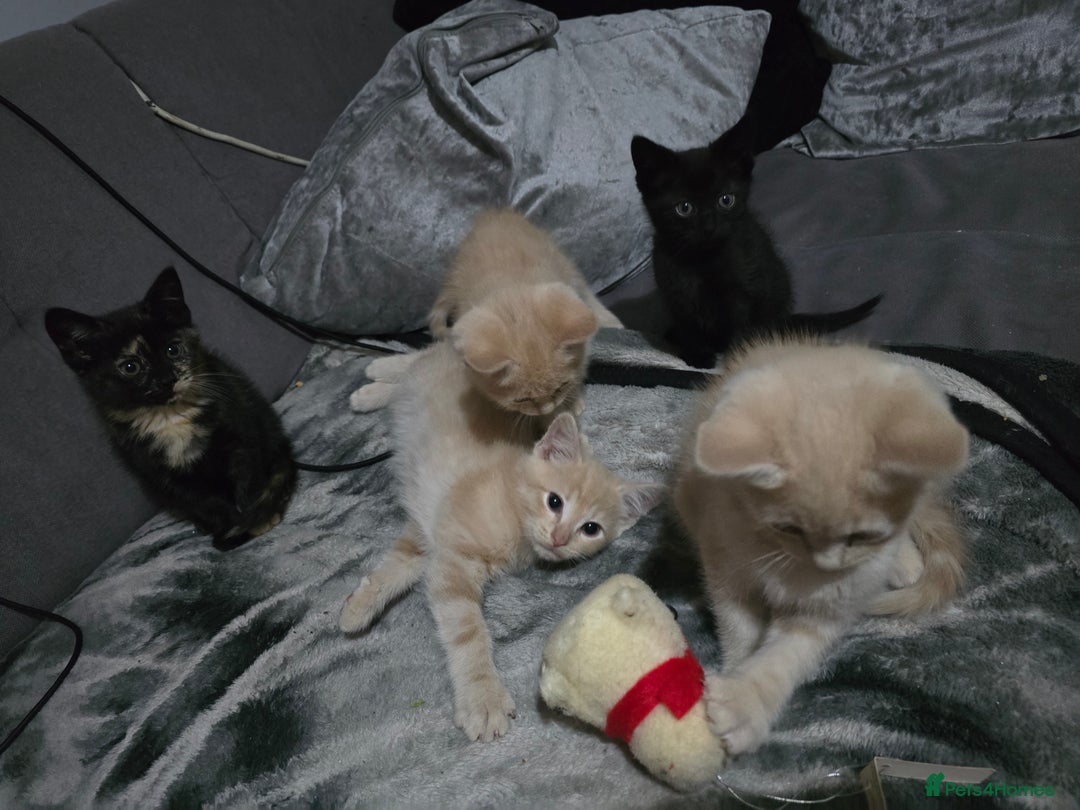 Mixed Breed cats for sale: Mixed breed kittens ready now.  - Image 9