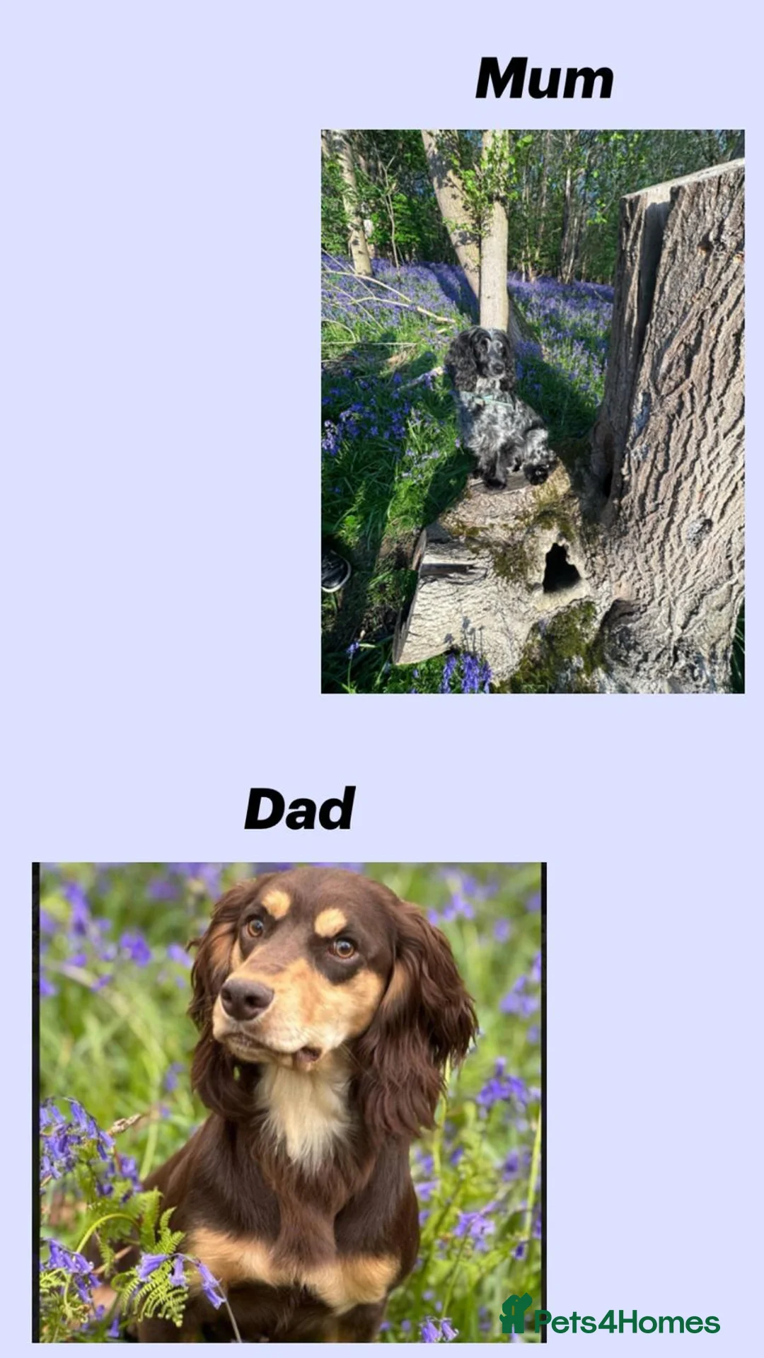 Cocker Spaniel dogs for sale: Beautiful cocker spaniel puppies for sale  in Evesham - Advert 1