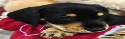 Mixed Breed dogs for sale: Daschund X Schnauzer puppies  - Advert 29