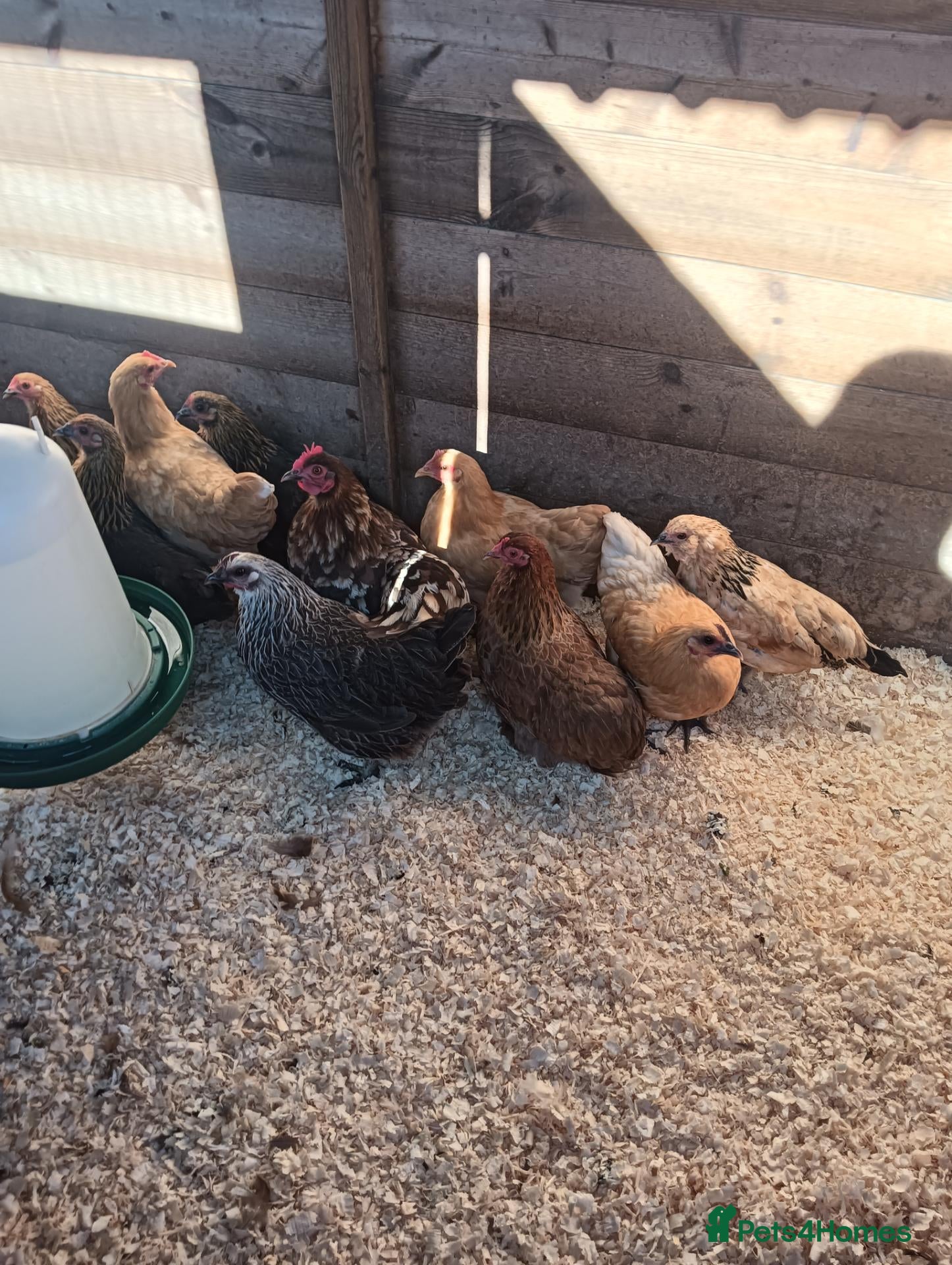 Chickens poultry POL Pekin Bantams - Advert 2