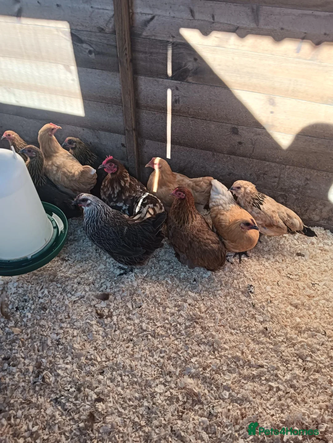 Chickens poultry for sale: POL Pekin Bantams in Swindon - Advert 2
