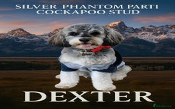 Cockapoo dogs for stud: Silver Phantom Parti Cockapoo for Stud - Image 1