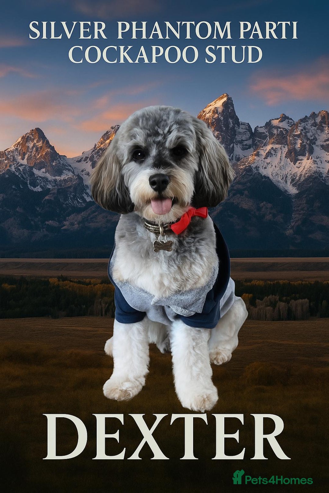 Cockapoo dogs for stud: Silver Phantom Parti Cockapoo for Stud - Image 1
