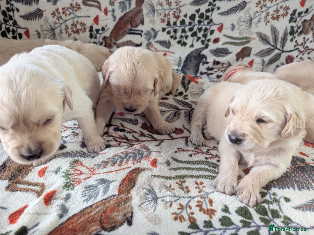 Golden Retriever dogs for sale: Chunky golden pups - Advert 6