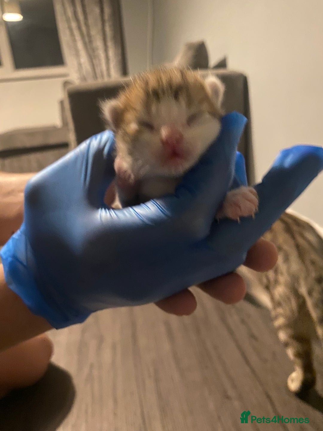 Mixed Breed cats for sale: Kittens for sale, 3 males 1 female  - Advert 7