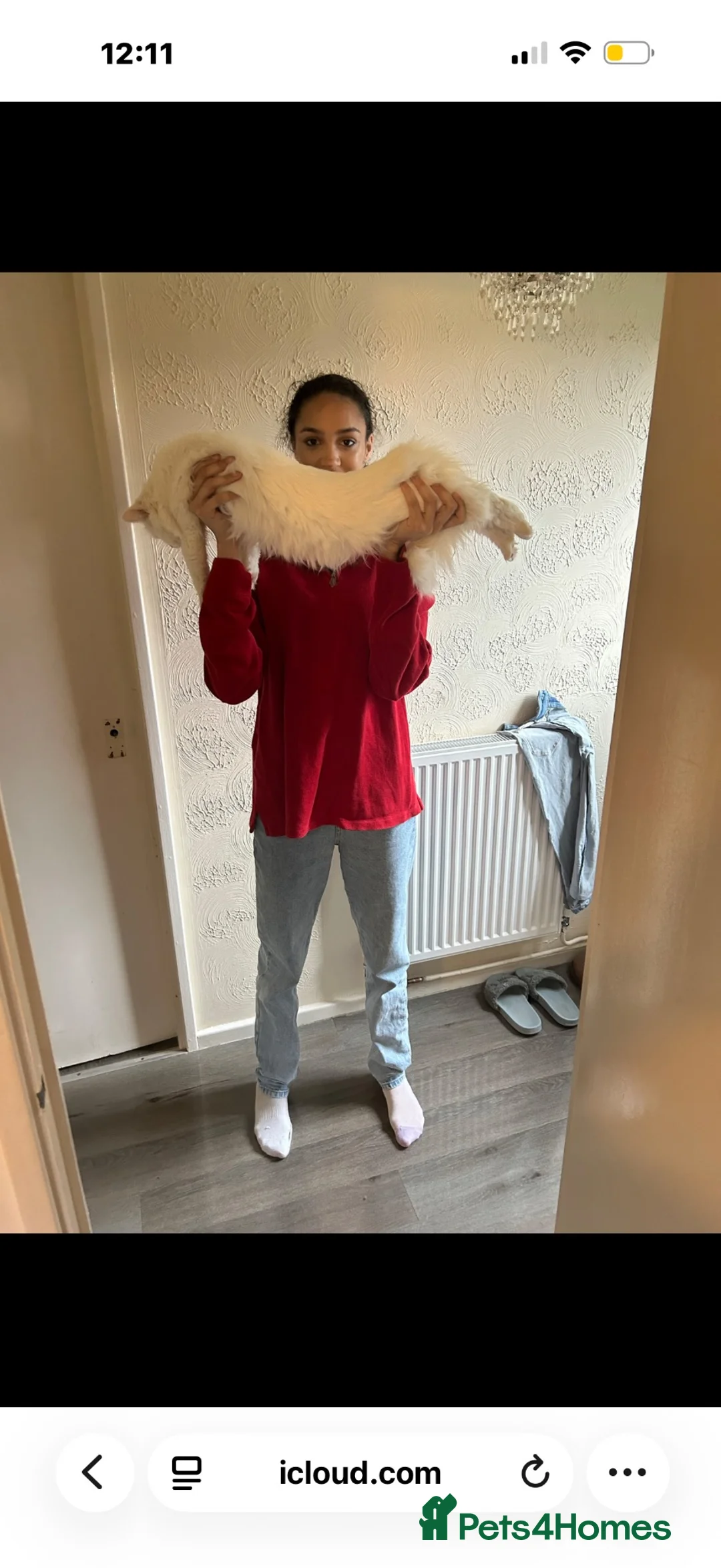 Maine Coon cats for sale: Xl Maine coons for sale - Advert 1