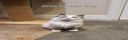 Ragdoll cats for sale: 💖Beautiful GCCF Registered Ragdoll Kittens. - Advert 13
