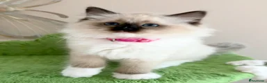 Girl4