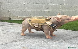 French Bulldog dogs for sale: Micro newshade Isabella & tan French bulldog male - Image 2