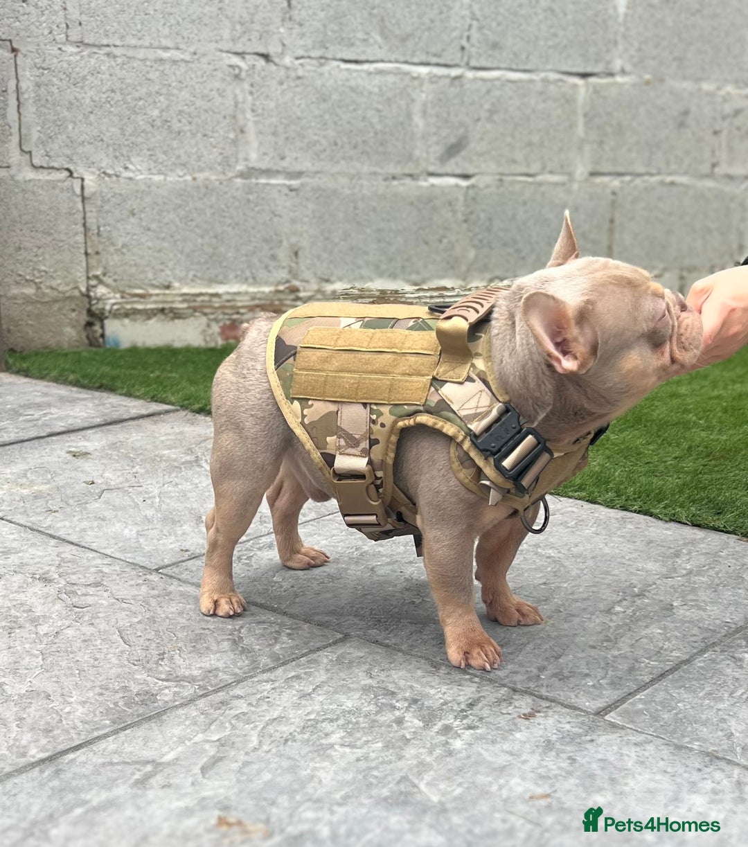 French Bulldog dogs for sale: Micro newshade Isabella & tan French bulldog male - Image 2