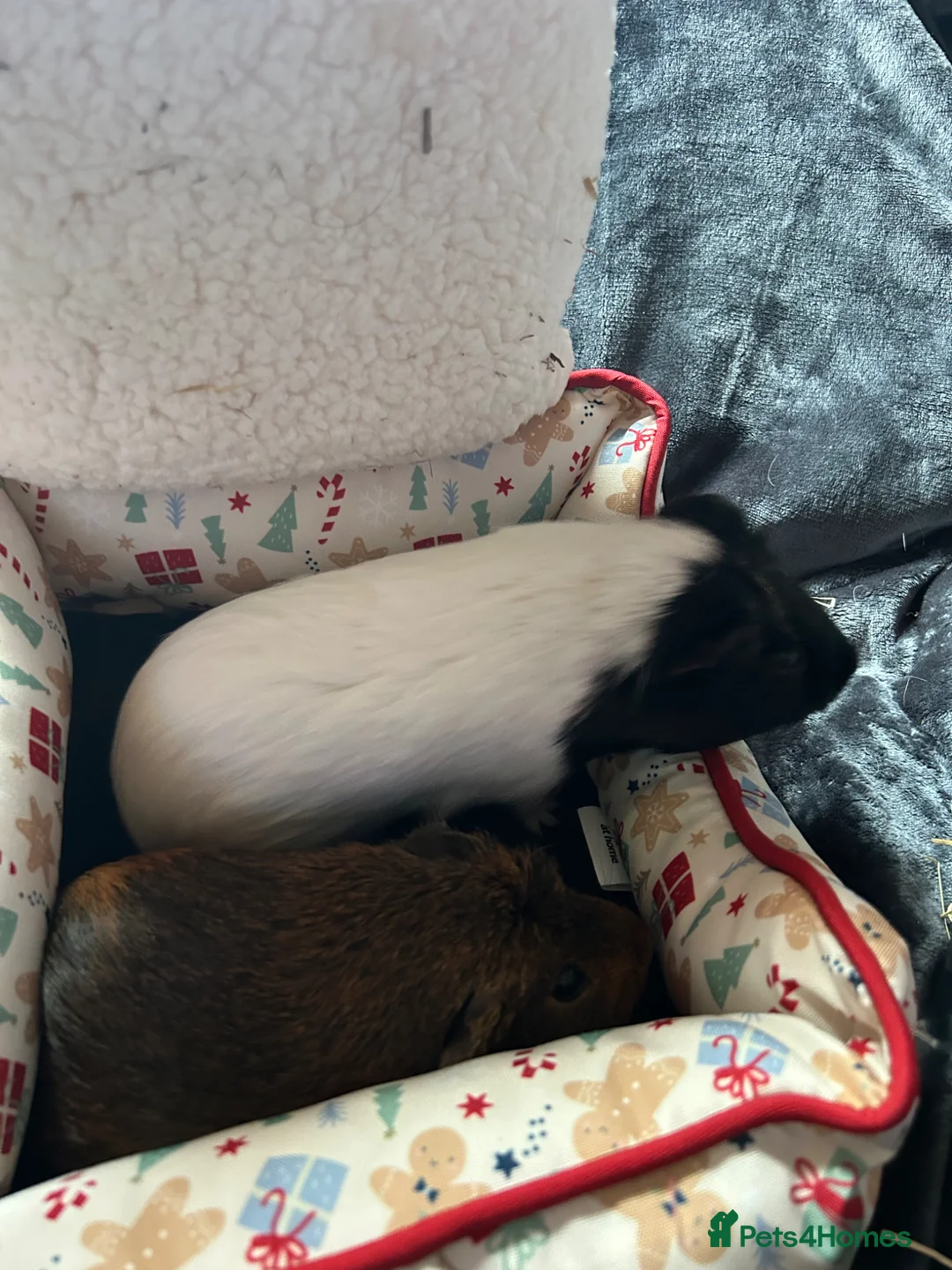 Guinea Pig rodents for sale: 2 GUINEA PIGS FOR SALE  in Maybole - Advert 2