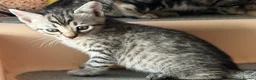 Bengal cats for sale: Bengal beautiful  - Advert 7