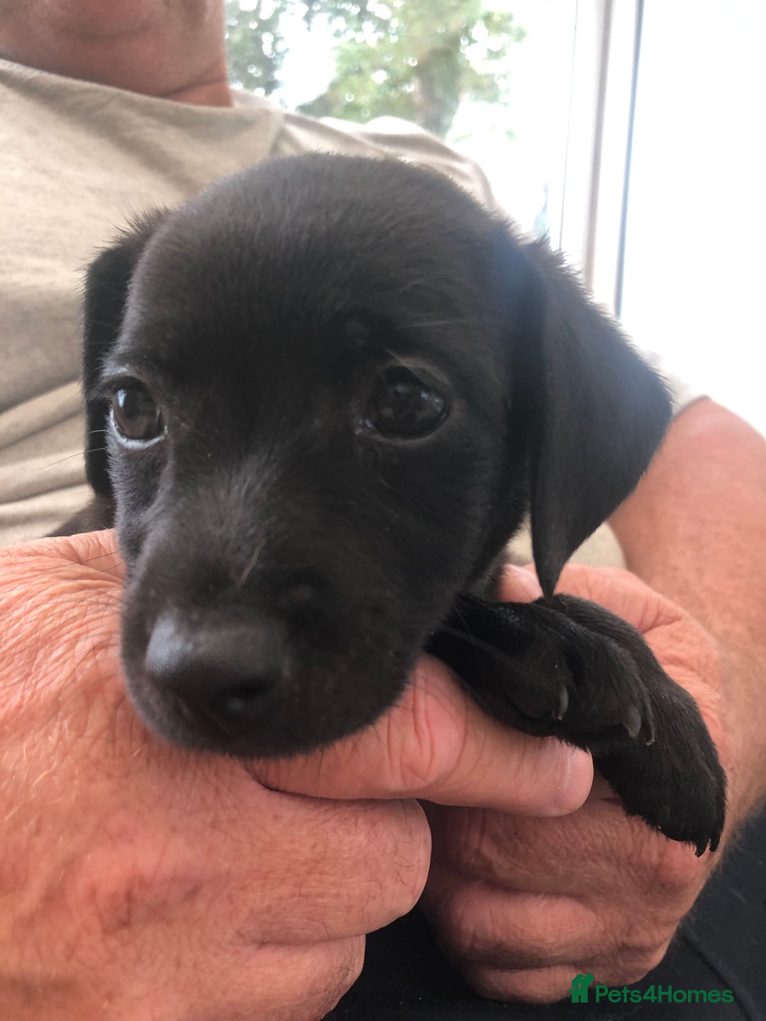 Mixed Breed dogs for sale: Patterdale Black puppies - Image 7