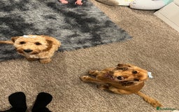 Cocker Spaniel dogs for sale: Meet Daisy – looking for her forever home❤️ - Advert 32