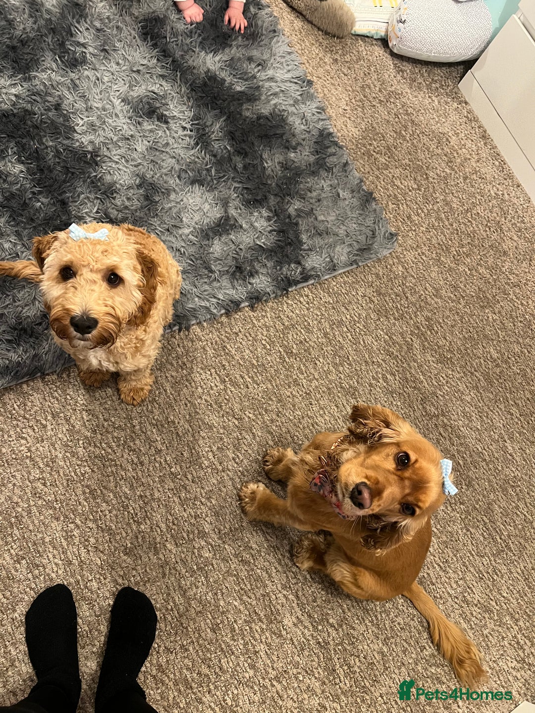 Cocker Spaniel dogs for sale: Meet Daisy – looking for her forever home❤️ - Advert 32