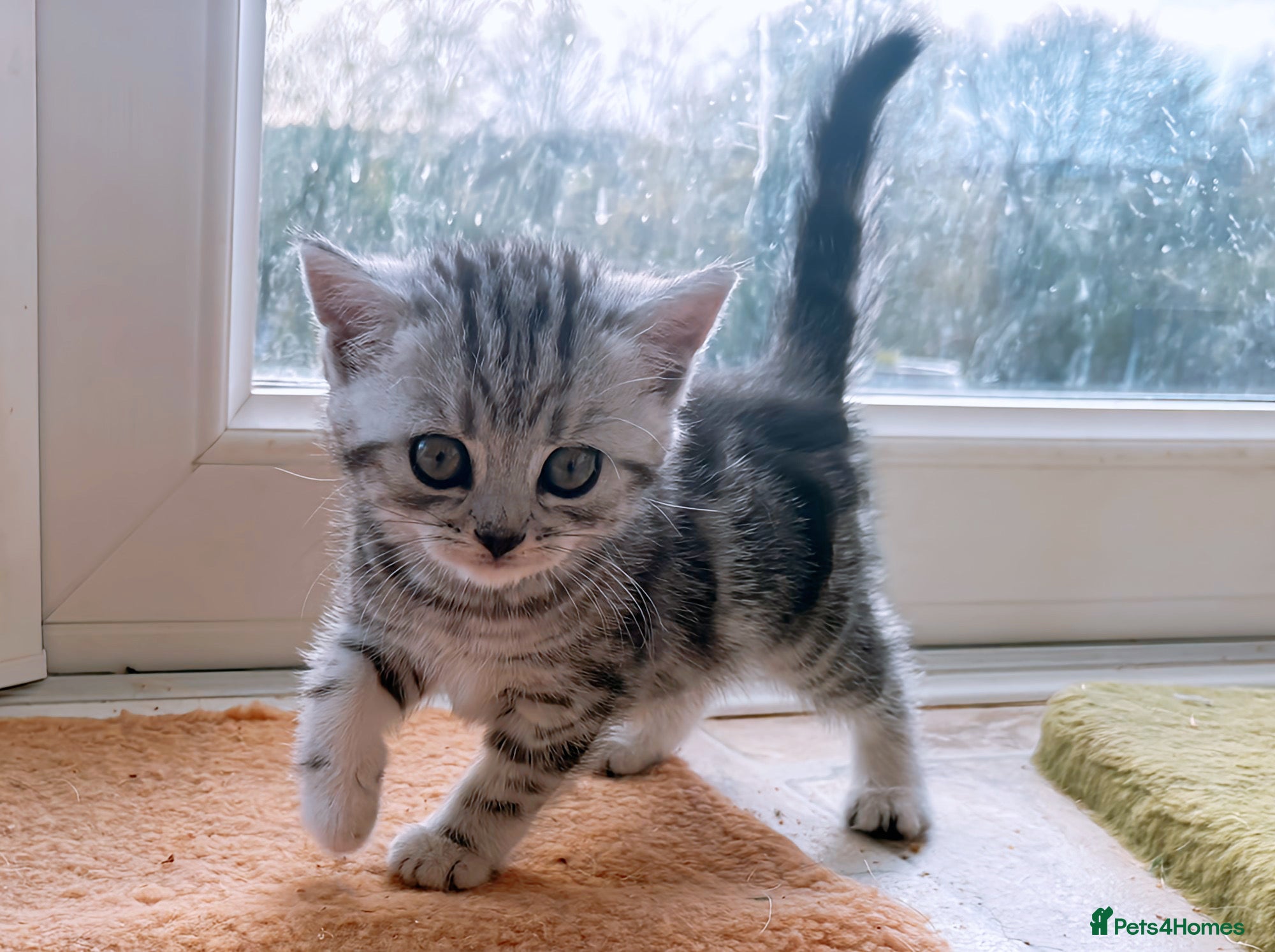 British Shorthair cats GCCF reg. BSH Last silver tabby girl Champion line - Advert 14