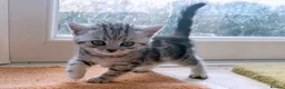 British Shorthair cats for sale: GCCF BSH silver tabby and silver chinchilla girls - Advert 4