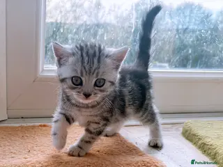 British Shorthair cats GCCF reg. BSH Last silver tabby girl Champion line - Advert 14