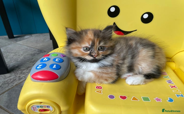 Mixed Breed cats - Advert 16
