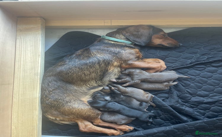 Mixed Breed dogs - Advert 5