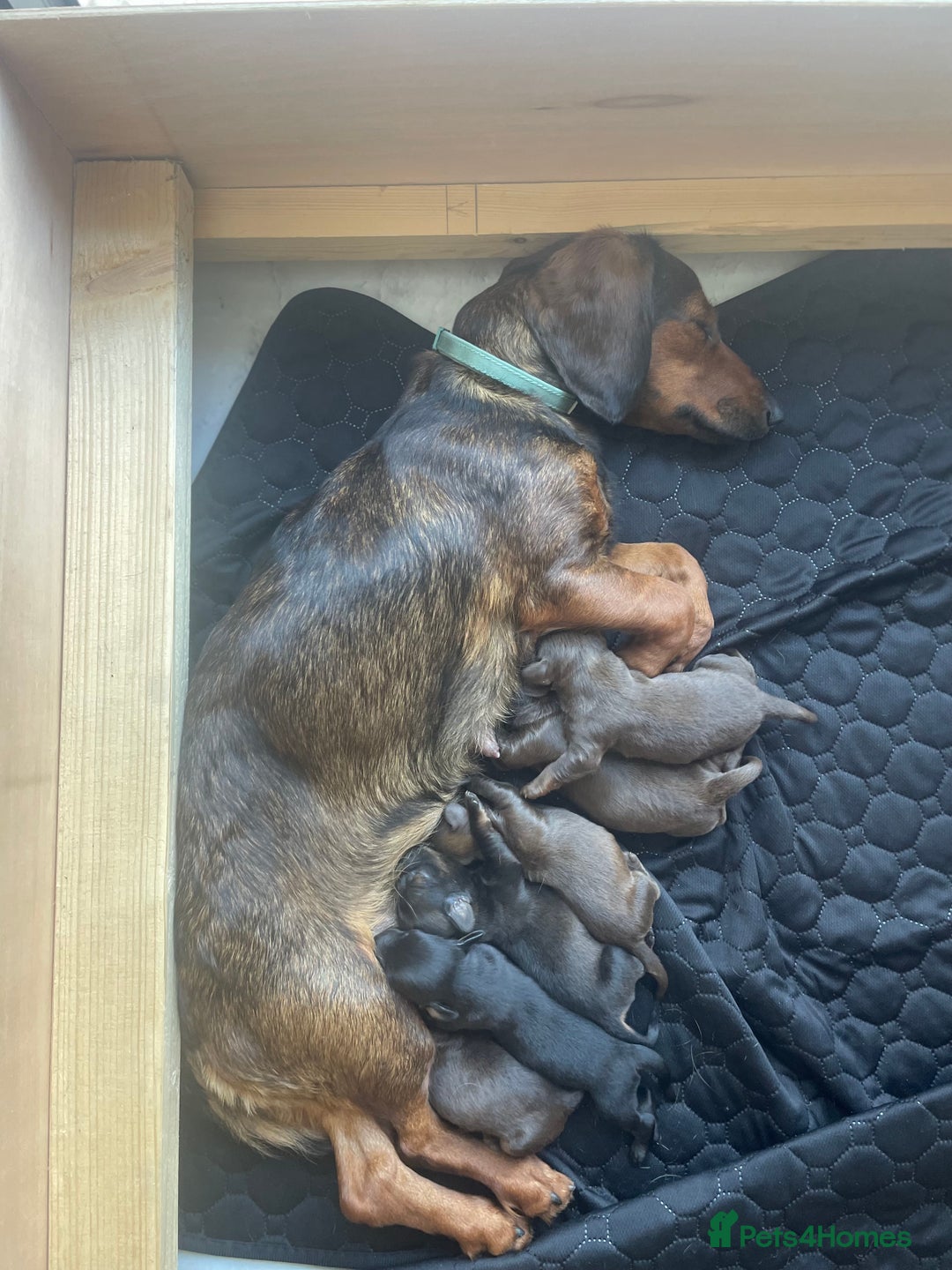 Mixed Breed dogs for sale: Dachshund Cross Pups - Image 1