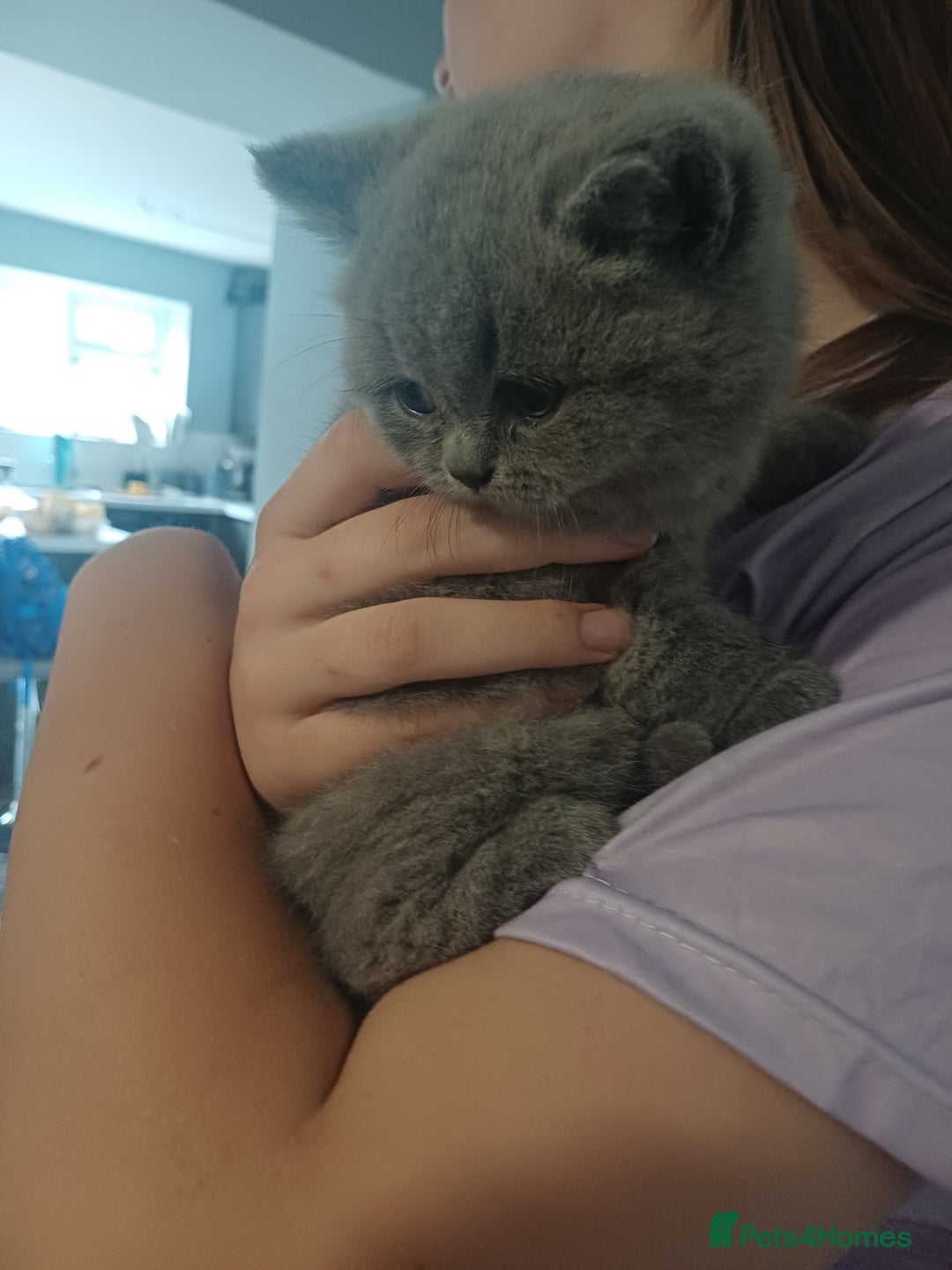 British Shorthair cats for sale: British Shorthair  - Image 23