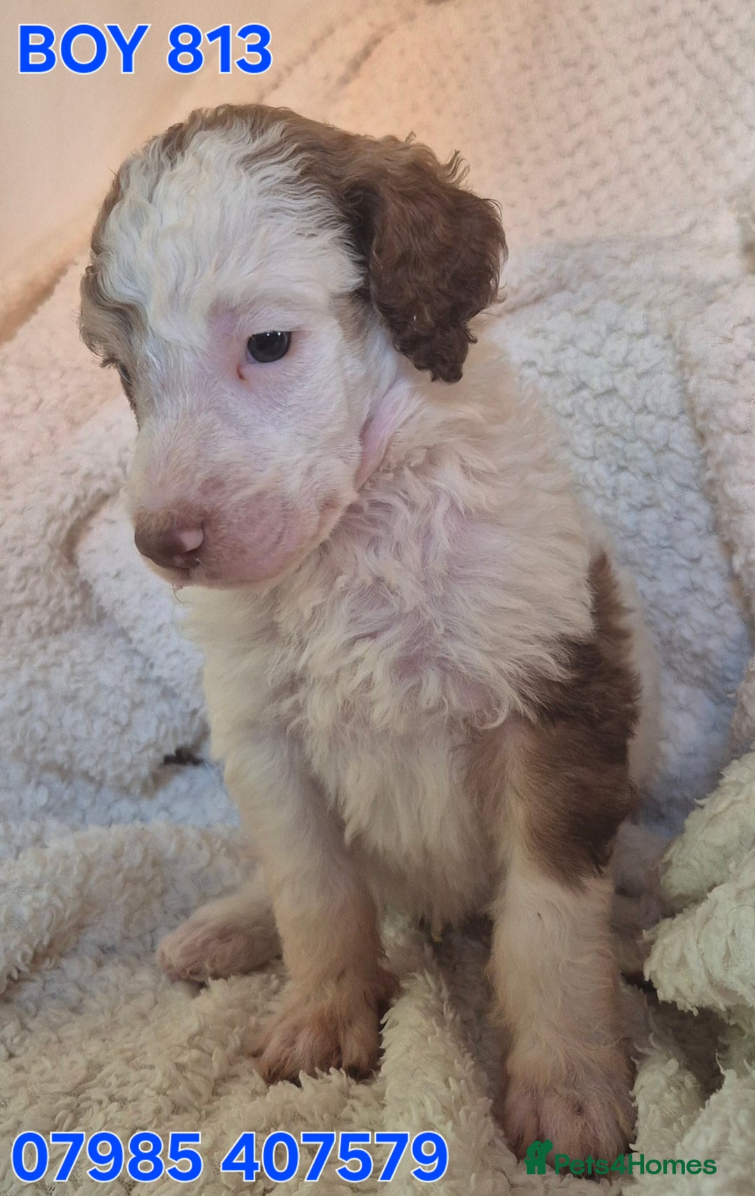 Standard Poodle dogs for sale: KC reg Brown Parti & phantom Standard Poodle pups - Image 30