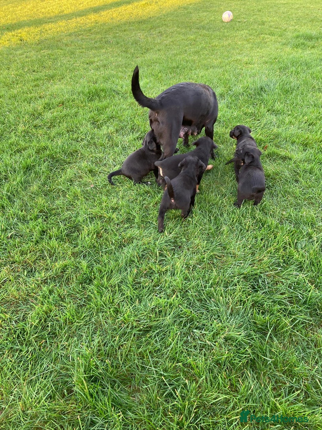 Borador dogs for sale: 1 adorable boy left ready for a good home - Advert 5