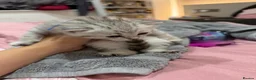 Mixed Breed cats for sale: Beautiful BSH × Siberian Kittens🤍 in Oldham - Advert 22