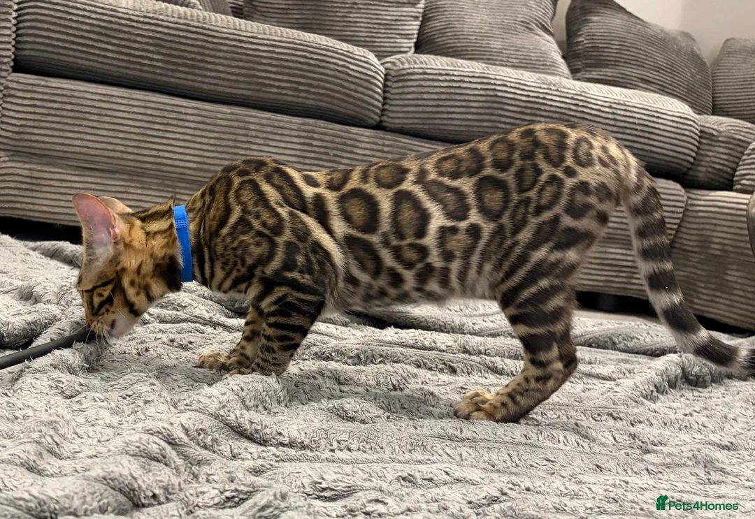 Bengal cats for sale: Beautiful 5‑Month Tica Bengal Boys – Ready Now - Advert 2